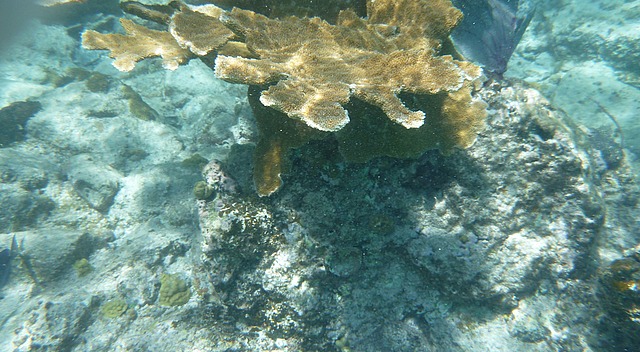 Elkhorn coral