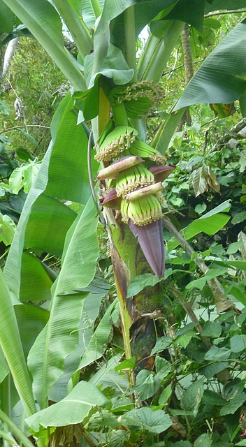 Bananas growing roadside