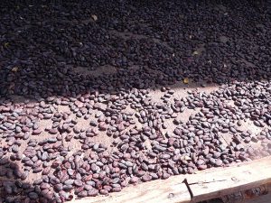 Cocoa beans drying in the sun.