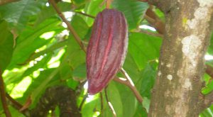 Cocoa pod still on the tree