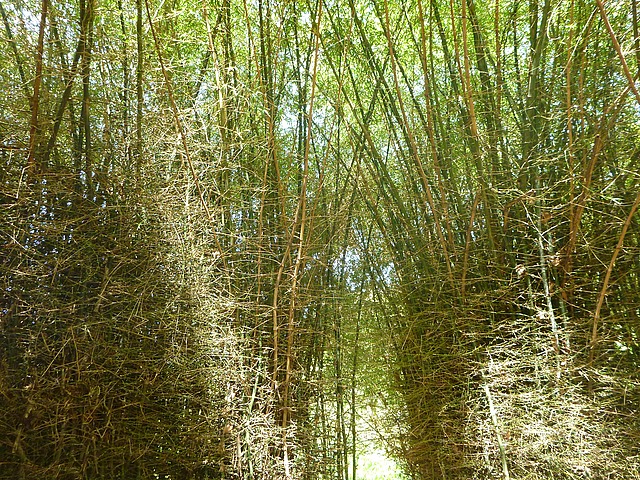 Dominica's beautiful botanical gardens. This is inside the Bamboo house